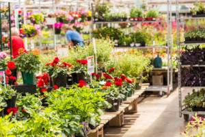 Abundance of colorful flowers at the garden center in Early Summer.